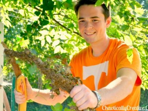 Removing_Ivy_from_large_trees