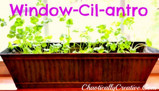 Growing Cilantro Indoors Chaotically Creative,Online Data Entry Jobs From Home