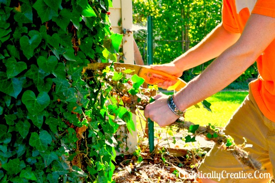 Removing Ivy From Trees Easier Than You Think!