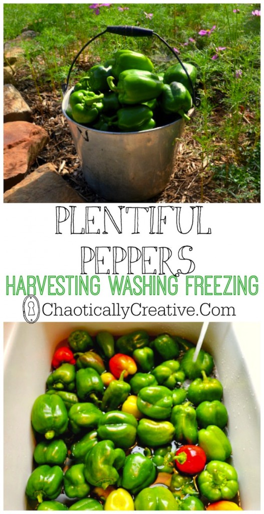 Harvesting Washing and Freezing Peppers