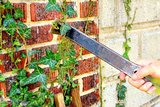 Ivy_removal_pry_bar