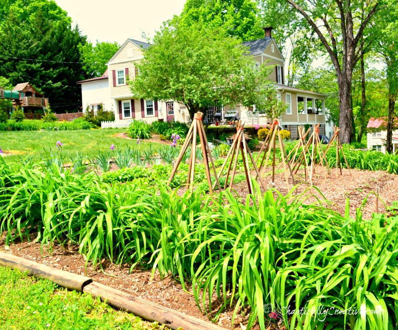 Planting a Back Yard Garden
