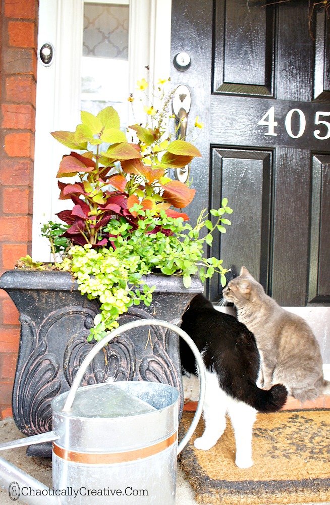 cats at fall door