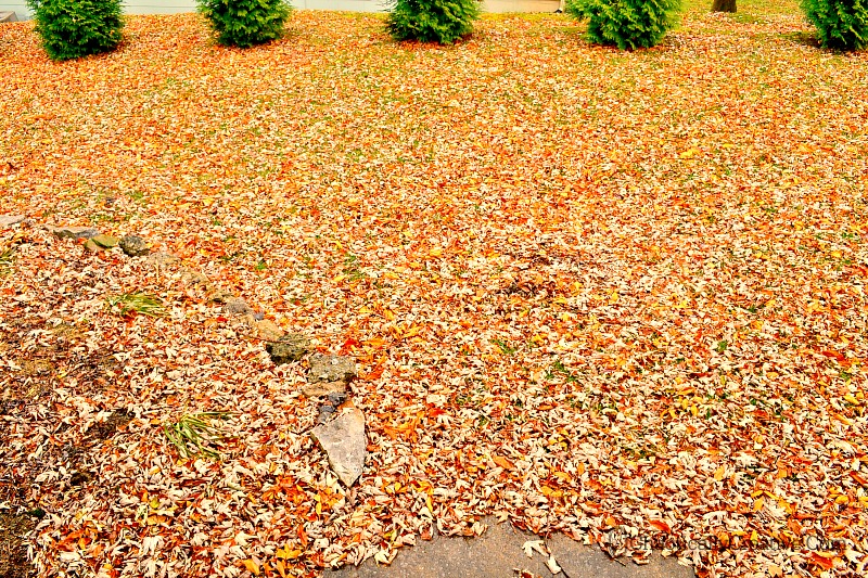 leaves in the yard