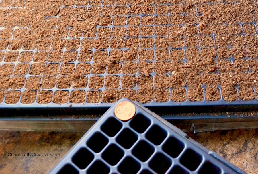 Seed Plug Tray with Penny