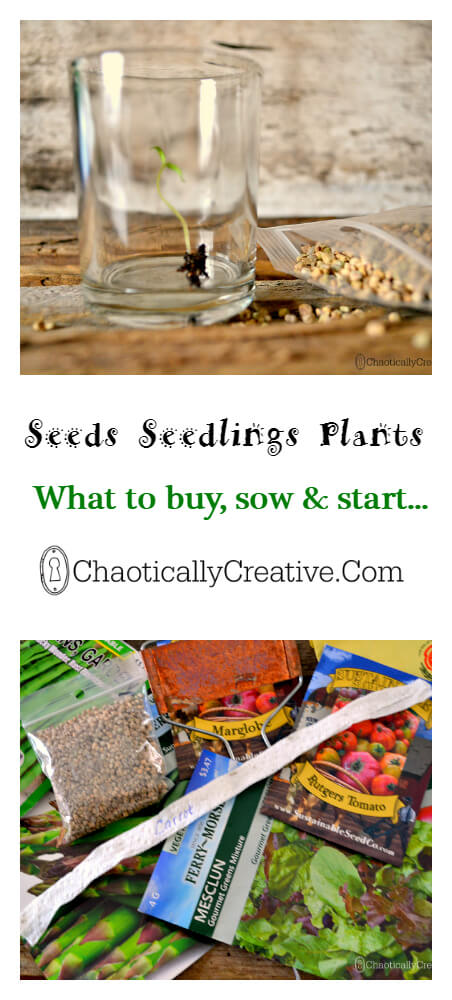 Seeds Seedlings Plants