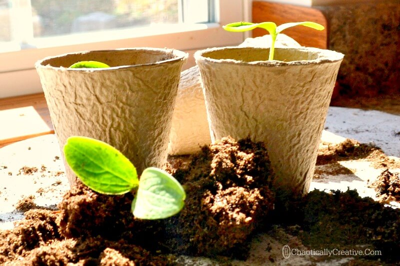 seedlings transplanting seedling chaoticallycreative container