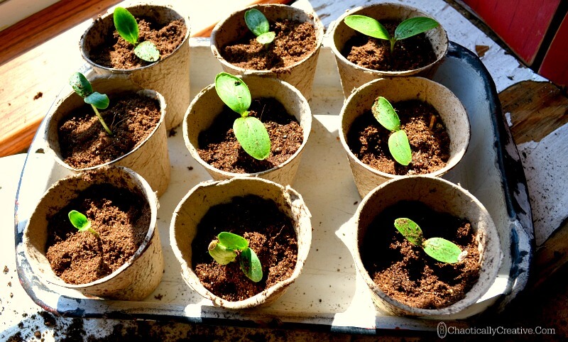 seedlings transplanting potting