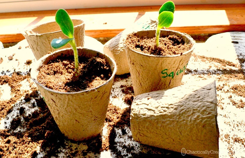 Squash Seedlings in containers
