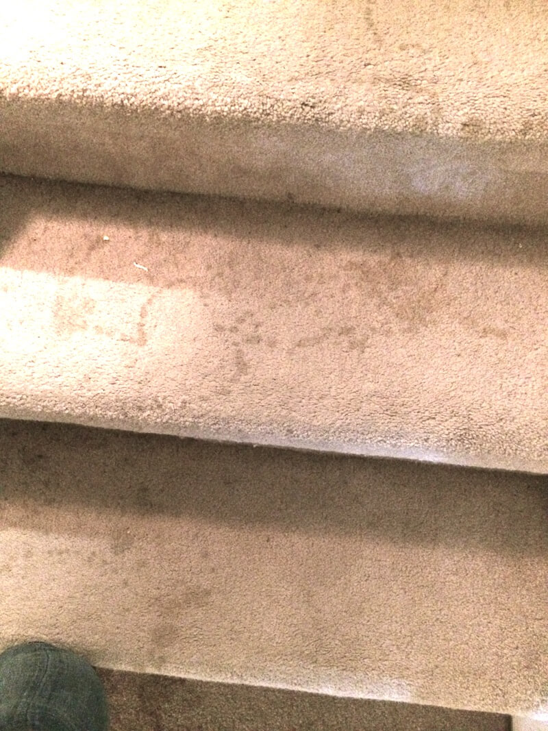 coitcarpetcleaningstairs